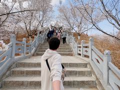 -樱花山风景区