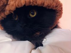 -凯特喵百思猫专科医院