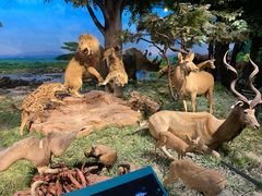 -国家自然博物馆