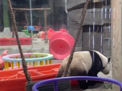 -栾川竹海野生动物园