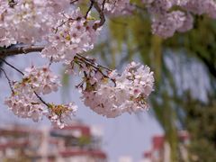 -中山公园