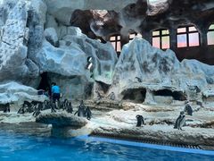 -帝企鹅自助餐厅•儿童岛•真企鹅(长隆企鹅酒店)