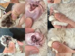 -momokira米努特·德文卷毛猫·棉花面纱犬