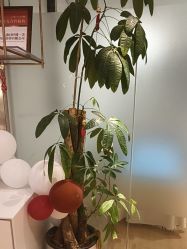 -柠檬一美·Ondapro·轻薄紧致抗衰中心