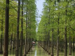-泗洪洪泽湖湿地景区