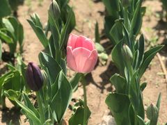 -长春公园(普阳街道)