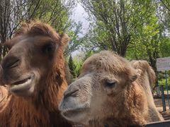 -长白岛森林公园