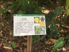 -中国科学院西双版纳热带植物园