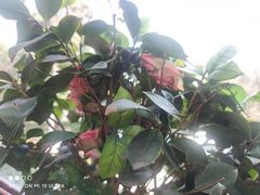 -随意茶庄·地道杭帮农家菜(梅家坞店)