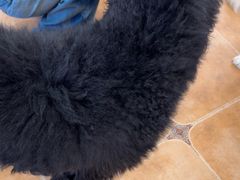 -Let's go狗咖·猫咖·奶狗·桌游(春熙路IFS店)