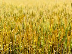 -杭州湾海上花田景区