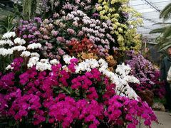 -北京植物园-展览温室