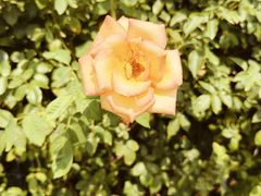 -亚龙湾国际玫瑰谷