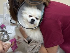-德元·美联众合24小时动物医院(总院)