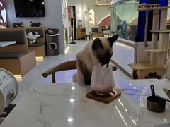 -喵园·猫主题咖啡厅·撸猫·猫咖(国贸店)