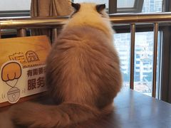 -喵园·猫主题咖啡厅·撸猫·猫咖(国贸店)
