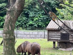 -上海野生动物园