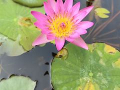 -西双版纳傣族园