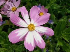 -松山湖梦幻百花洲