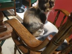 -猫色咖啡·猫咖