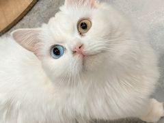 -楼上猫咖(罗湖店)
