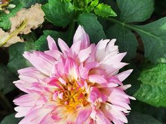 -翠府(翠湖北路店)