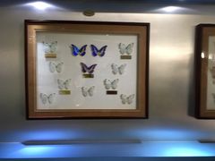 -上海昆虫博物馆