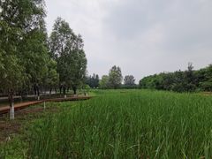 -东郊湿地公园