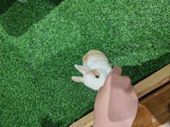 -上海中星铂尔曼大酒店 汇·西餐厅