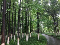 -桤木河湿地公园