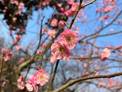 -梅花山(明孝陵内)