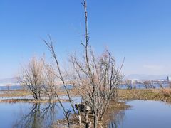 -洱海月湿地公园