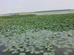 android_upload_pic-微山湖红荷湿地景区