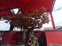 -杭州宋城