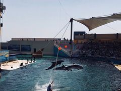 -秦皇岛乐岛海洋王国