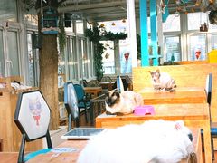 大堂-猫小院猫主题咖啡厅(北锣店)