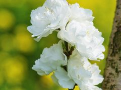 -南汇桃花村