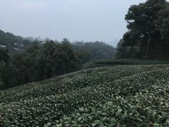 -西湖风景区十里琅珰-五云山