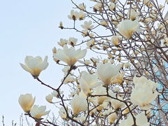 -朝阳公园