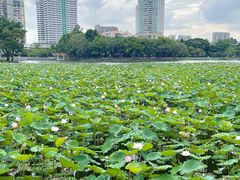 -荔湾湖公园