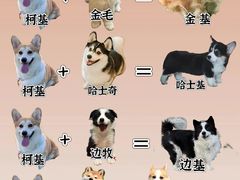 -翊宠yipet猫狗购宠庄园
