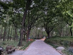 -上海共青森林公园