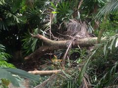 -武吉知马自然保护区