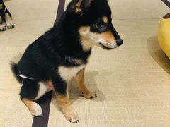 -逗柴咖啡屋·狗咖猫咖宠物桌游