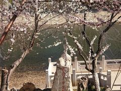 -桃花堤公园