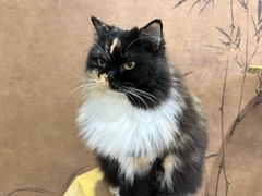 -楼上猫咖(罗湖店)