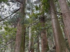 -天目山大树王景区