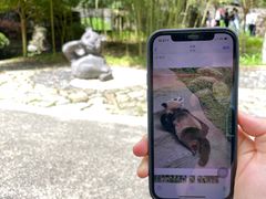 -都江堰中华大熊猫苑