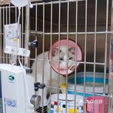 铲屎官们首选的吾家宠物医院，值得信赖～