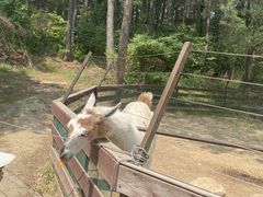 -沈阳森林动物园